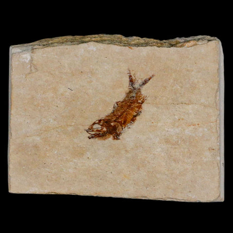0.8" Hemisaurida Fossil Fish Plate Cretaceous Dinosaur Age Hakel Lebanon - Fossil Age Minerals