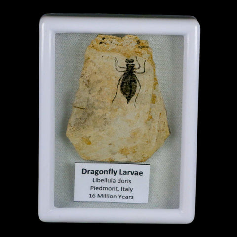 0.8" Dragonfly Larvae Fossil Libellula Doris Plate Upper Miocene Piemont Italy Display - Fossil Age Minerals