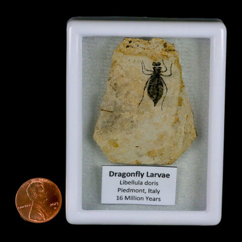 0.8" Dragonfly Larvae Fossil Libellula Doris Plate Upper Miocene Piemont Italy Display - Fossil Age Minerals