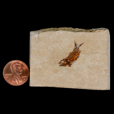 0.8" Hemisaurida Fossil Fish Plate Cretaceous Dinosaur Age Hakel Lebanon - Fossil Age Minerals