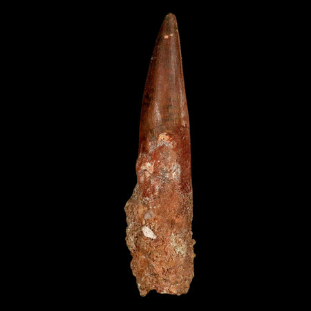 XXL 4.2" Spinosaurus Fossil Tooth 100 Million Years Old Cretaceous Dinosaur COA