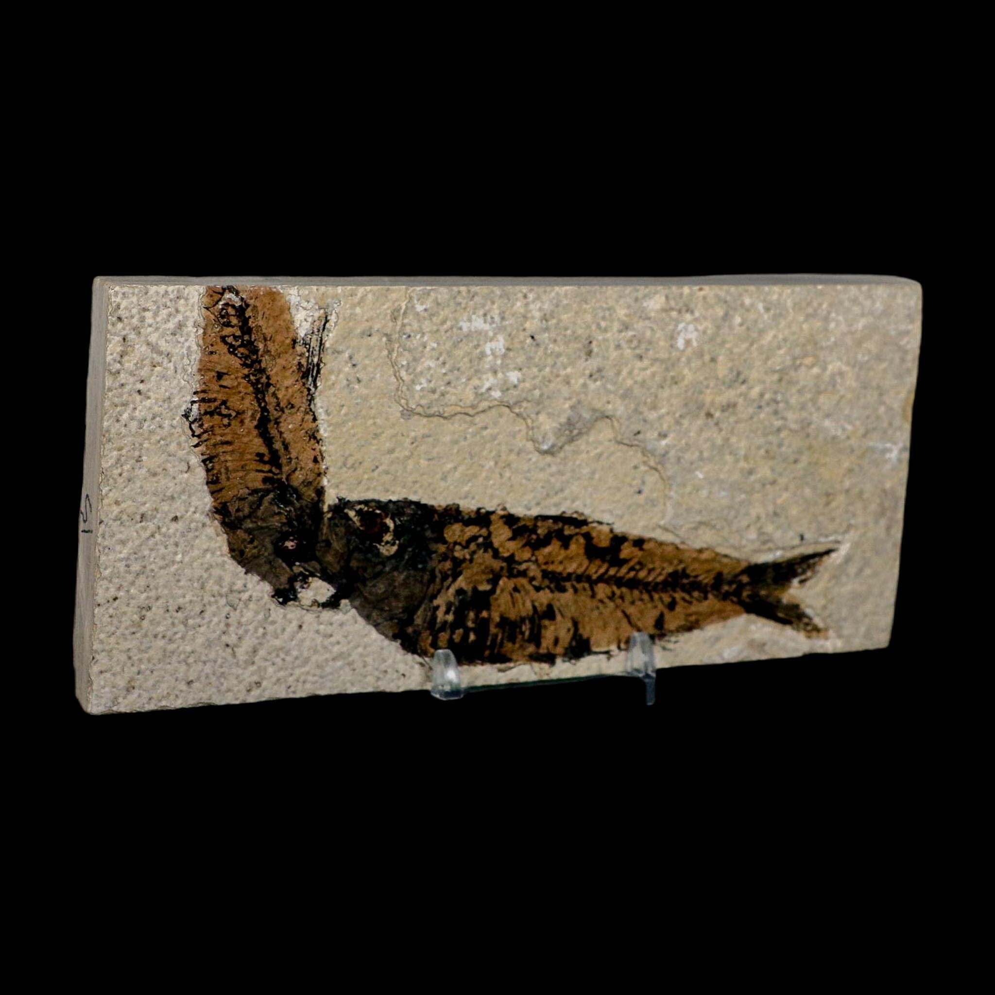 2 Two Knightia Eocaena Fossil Fish Green River FM Wyoming Eocene Age COA And Stand - Fossil Age Minerals