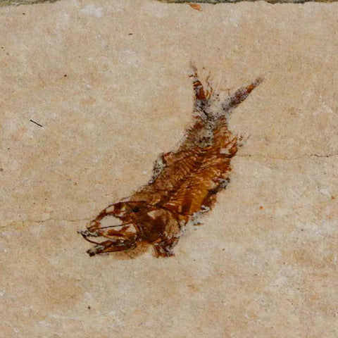 0.8" Hemisaurida Fossil Fish Plate Cretaceous Dinosaur Age Hakel Lebanon - Fossil Age Minerals