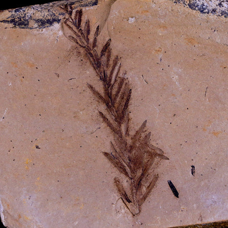 2.3" Detailed Fossil Plant Leafs Metasequoia Dawn Redwood Oligocene Age MT COA