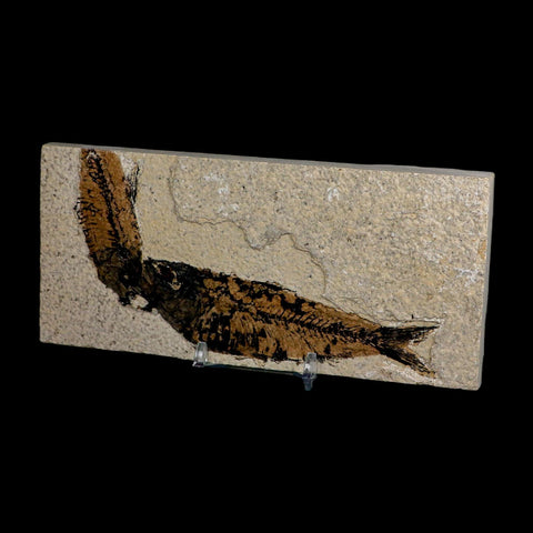 2 Two Knightia Eocaena Fossil Fish Green River FM Wyoming Eocene Age COA And Stand