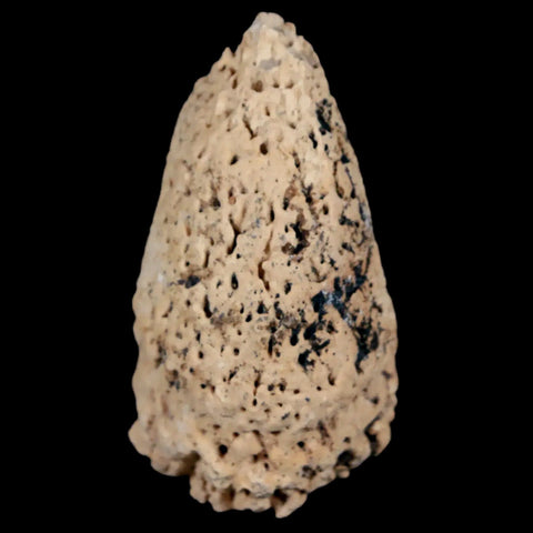 2.4" Glyptodon Fossil Osteoderm Spike Scute Plate Bony Armor Pliocene Uruguay COA - Fossil Age Minerals