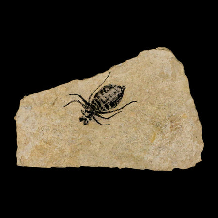 0.7" Dragonfly Larvae Fossil Libellula Doris Plate Upper Miocene Piemont Italy Display