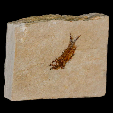 0.8" Hemisaurida Fossil Fish Plate Cretaceous Dinosaur Age Hakel Lebanon - Fossil Age Minerals