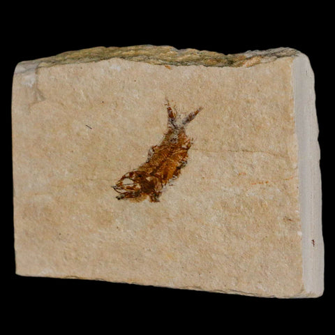 0.8" Hemisaurida Fossil Fish Plate Cretaceous Dinosaur Age Hakel Lebanon - Fossil Age Minerals