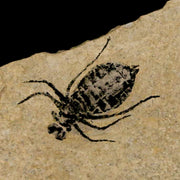 0.7" Dragonfly Larvae Fossil Libellula Doris Plate Upper Miocene Piemont Italy Display