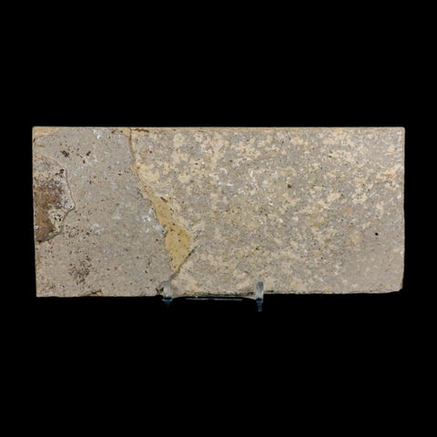 2 Two Knightia Eocaena Fossil Fish Green River FM Wyoming Eocene Age COA And Stand
