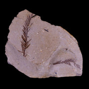 2" Detailed Fossil Plant Leafs Metasequoia Dawn Redwood Oligocene Age MT COA