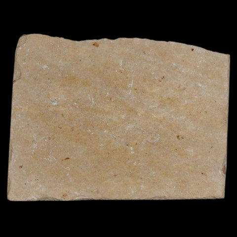 0.8" Hemisaurida Fossil Fish Plate Cretaceous Dinosaur Age Hakel Lebanon - Fossil Age Minerals