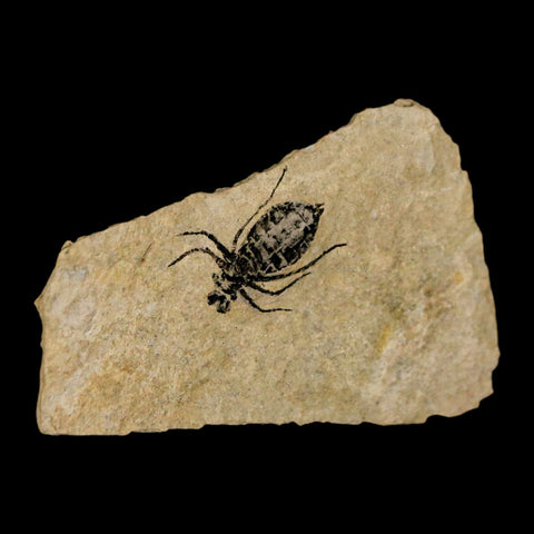 0.7" Dragonfly Larvae Fossil Libellula Doris Plate Upper Miocene Piemont Italy Display - Fossil Age Minerals