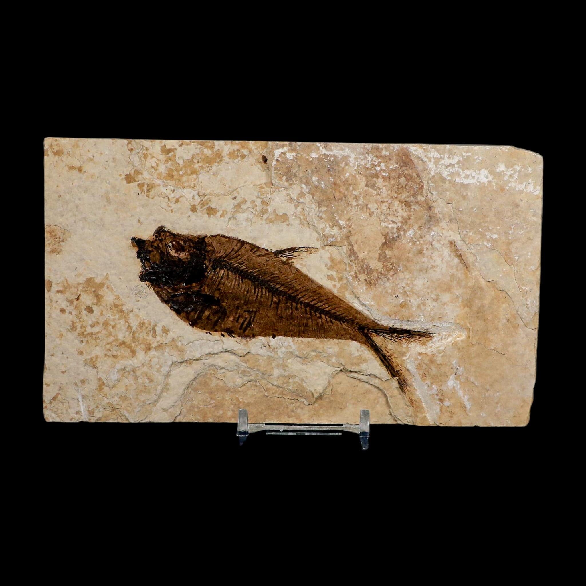4.1" Diplomystus Dentatus Fossil Fish Green River FM WY Eocene Age COA, Stand - Fossil Age Minerals