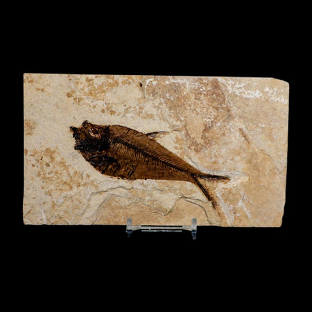 4.1" Diplomystus Dentatus Fossil Fish Green River FM WY Eocene Age COA, Stand