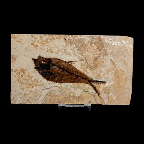 4.1" Diplomystus Dentatus Fossil Fish Green River FM WY Eocene Age COA, Stand
