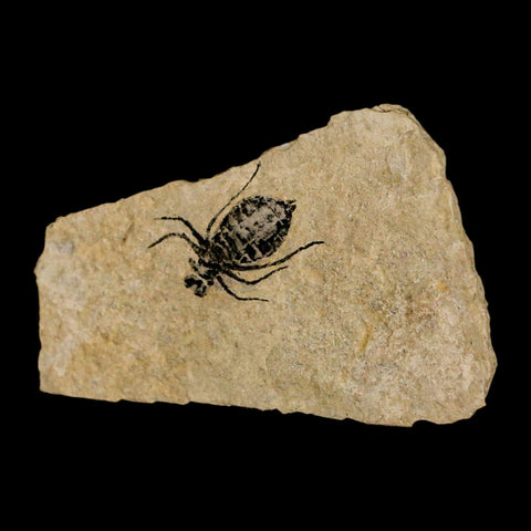 0.7" Dragonfly Larvae Fossil Libellula Doris Plate Upper Miocene Piemont Italy Display - Fossil Age Minerals