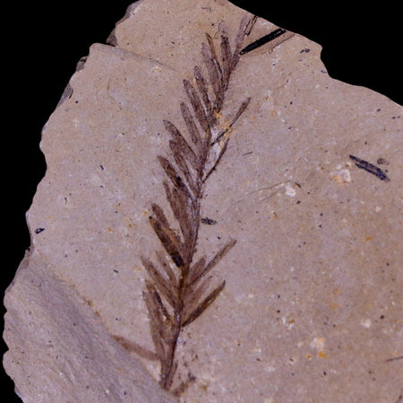 2" Detailed Fossil Plant Leafs Metasequoia Dawn Redwood Oligocene Age MT COA