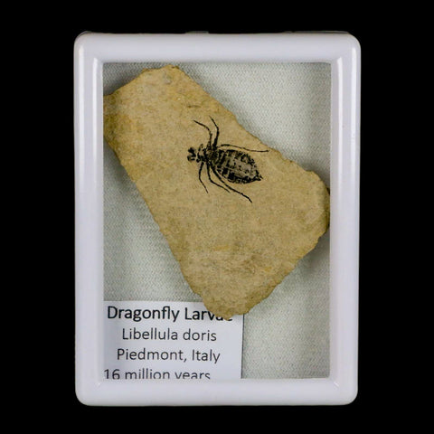 0.7" Dragonfly Larvae Fossil Libellula Doris Plate Upper Miocene Piemont Italy Display - Fossil Age Minerals