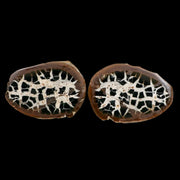 XL 3.2" Septarian Dragon Stone Polished Halves Nodule Mineral Specimen Morocco