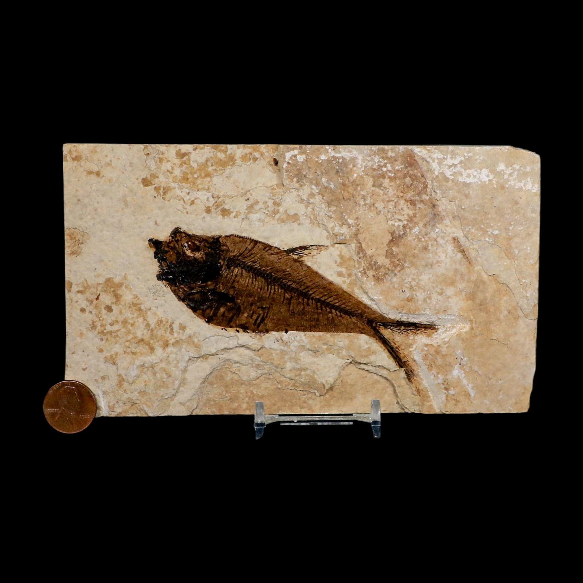 4.1" Diplomystus Dentatus Fossil Fish Green River FM WY Eocene Age COA, Stand - Fossil Age Minerals