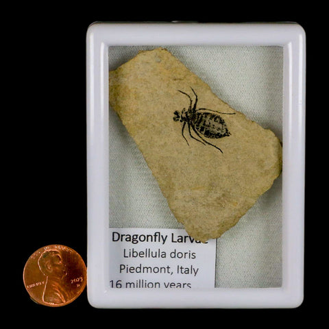 0.7" Dragonfly Larvae Fossil Libellula Doris Plate Upper Miocene Piemont Italy Display - Fossil Age Minerals
