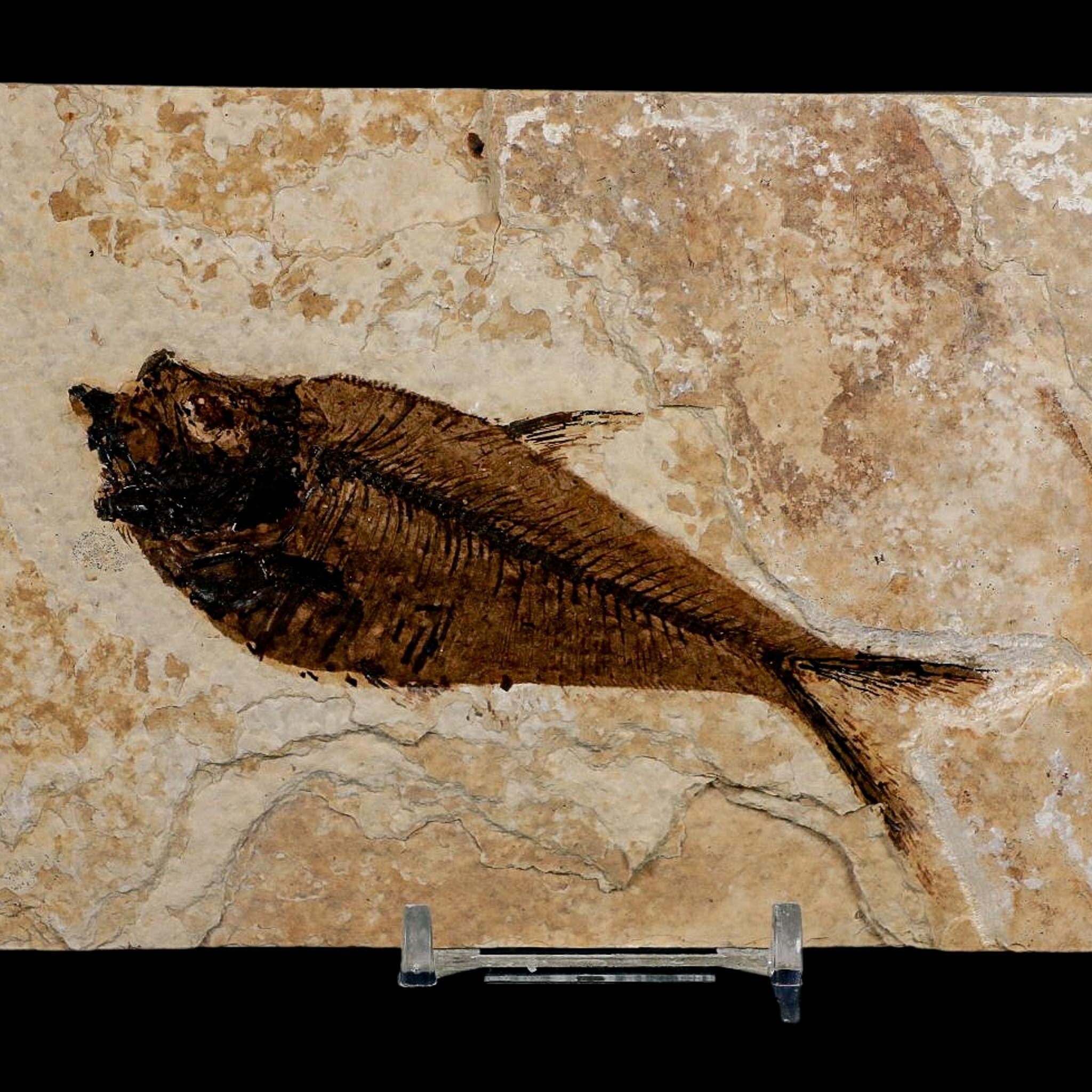 4.1" Diplomystus Dentatus Fossil Fish Green River FM WY Eocene Age COA, Stand - Fossil Age Minerals