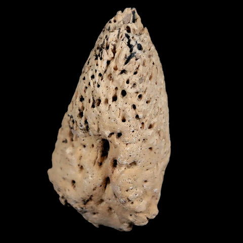 2.4" Glyptodon Fossil Osteoderm Spike Scute Plate Bony Armor Pliocene Uruguay COA - Fossil Age Minerals