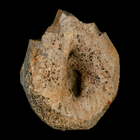 1.4" Struthiomimus Fossil Toe Bone Lance Creek FM WY Cretaceous Dinosaur Age