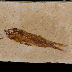 Hemisaurida Fish