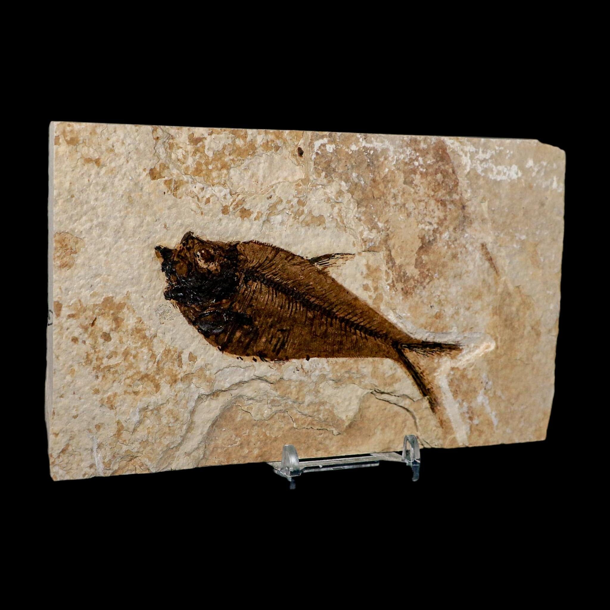 4.1" Diplomystus Dentatus Fossil Fish Green River FM WY Eocene Age COA, Stand - Fossil Age Minerals