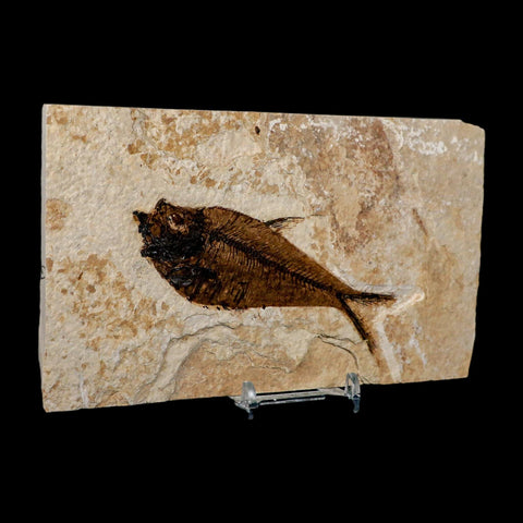 4.1" Diplomystus Dentatus Fossil Fish Green River FM WY Eocene Age COA, Stand