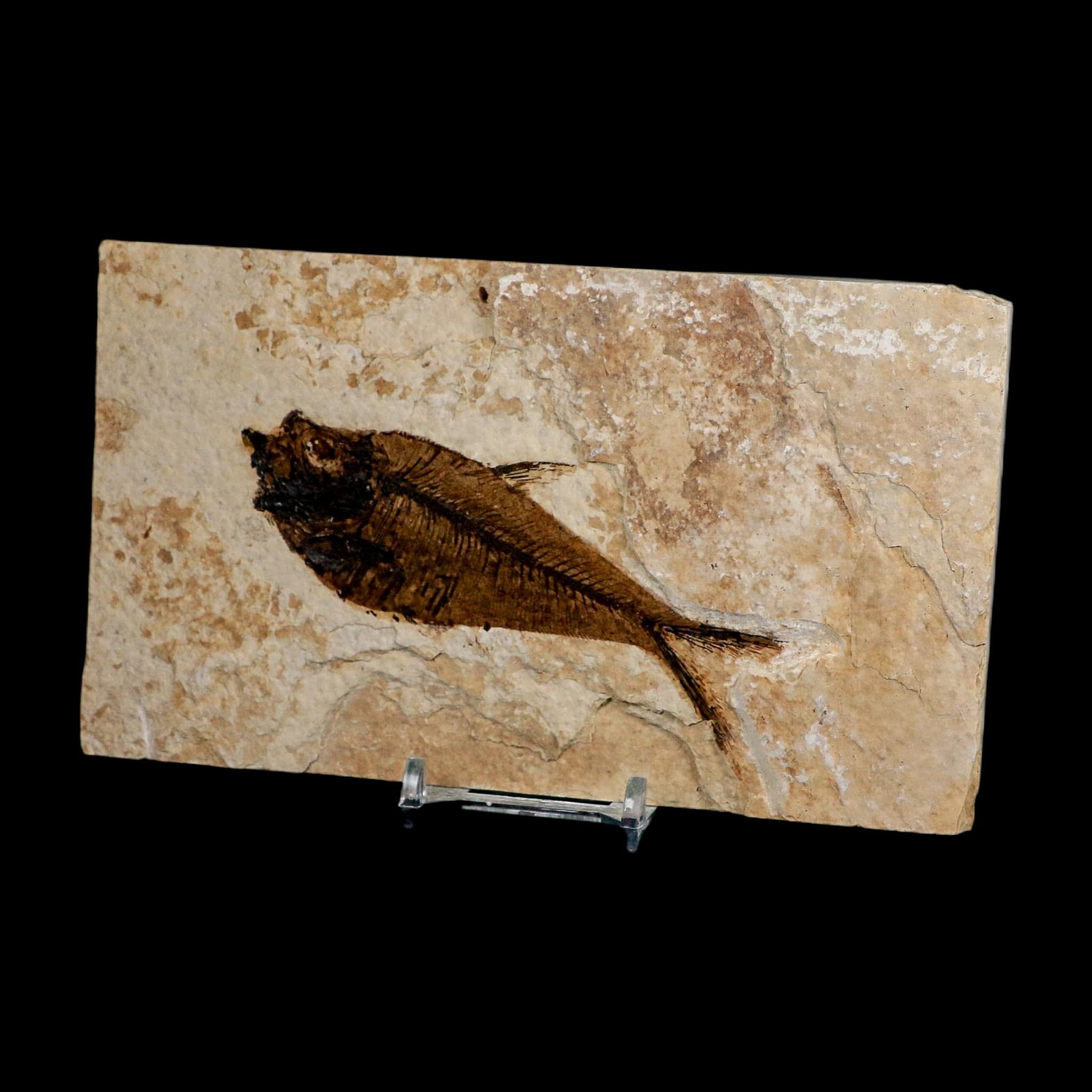 4.1" Diplomystus Dentatus Fossil Fish Green River FM WY Eocene Age COA, Stand - Fossil Age Minerals