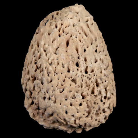 1.9" Glyptodon Fossil Osteoderm Spike Scute Plate Bony Armor Pleistocene Uruguay COA - Fossil Age Minerals