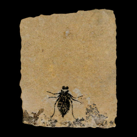 0.7" Dragonfly Larvae Fossil Libellula Doris Plate Upper Miocene Piemont Italy Display - Fossil Age Minerals