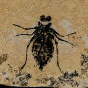 0.7" Dragonfly Larvae Fossil Libellula Doris Plate Upper Miocene Piemont Italy Display
