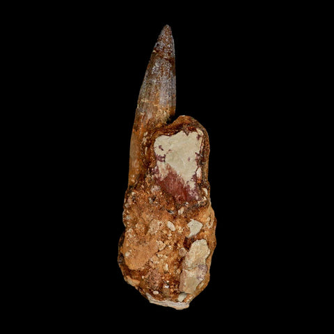 XL 3.5" Spinosaurus Fossil Tooth 100 Million Years Old Cretaceous Dinosaur COA
