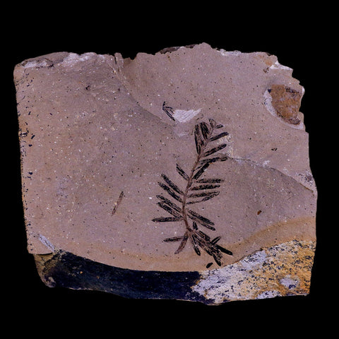 1.7" Detailed Fossil Plant Leafs Metasequoia Dawn Redwood Oligocene Age MT COA - Fossil Age Minerals