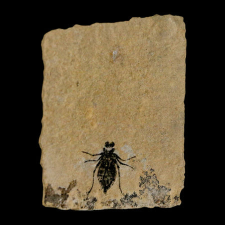 0.7" Dragonfly Larvae Fossil Libellula Doris Plate Upper Miocene Piemont Italy Display