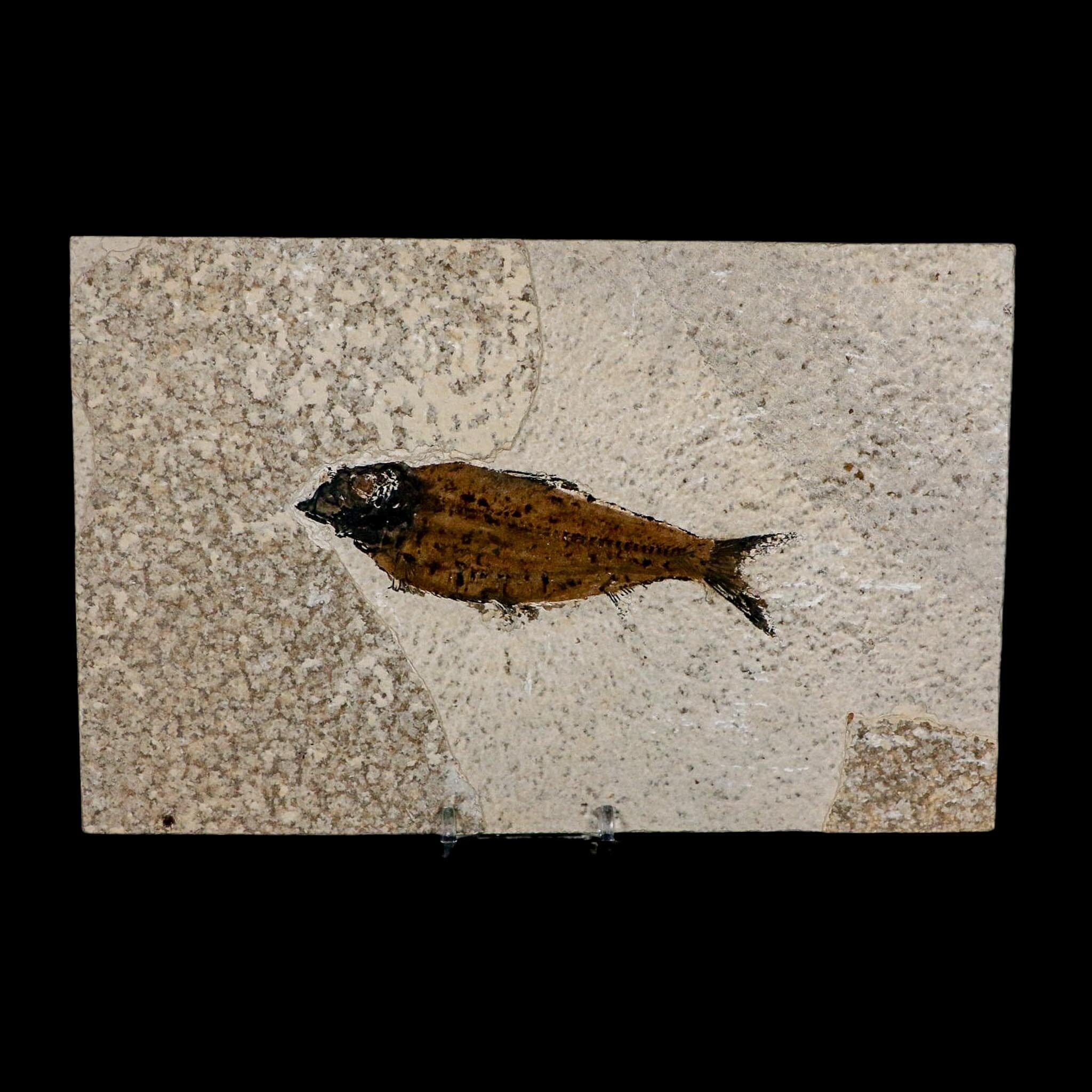 XL 4.8" Knightia Eocaena Fossil Fish Green River FM WY Eocene Age COA And Stand - Fossil Age Minerals