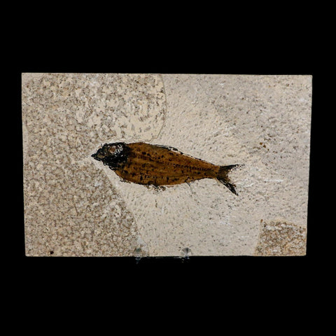 XL 4.8" Knightia Eocaena Fossil Fish Green River FM WY Eocene Age COA And Stand