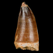 XL 2.9" Mosasaur Prognathodon Fossil Tooth Cretaceous Dinosaur Era COA & Stand
