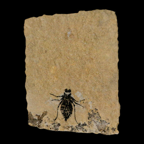 0.7" Dragonfly Larvae Fossil Libellula Doris Plate Upper Miocene Piemont Italy Display - Fossil Age Minerals