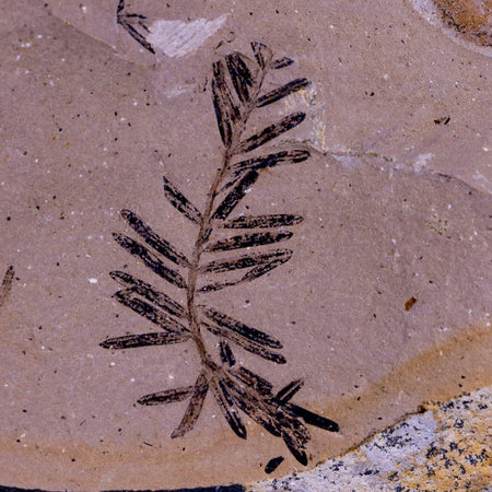 1.7" Detailed Fossil Plant Leafs Metasequoia Dawn Redwood Oligocene Age MT COA