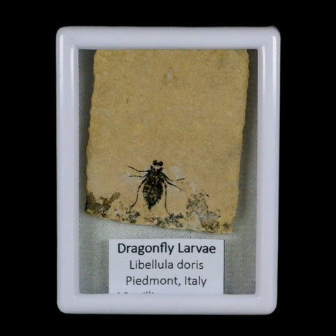 0.7" Dragonfly Larvae Fossil Libellula Doris Plate Upper Miocene Piemont Italy Display - Fossil Age Minerals