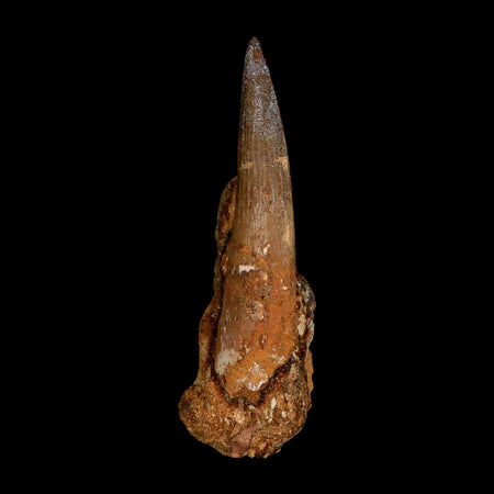 XL 3.5" Spinosaurus Fossil Tooth 100 Million Years Old Cretaceous Dinosaur COA