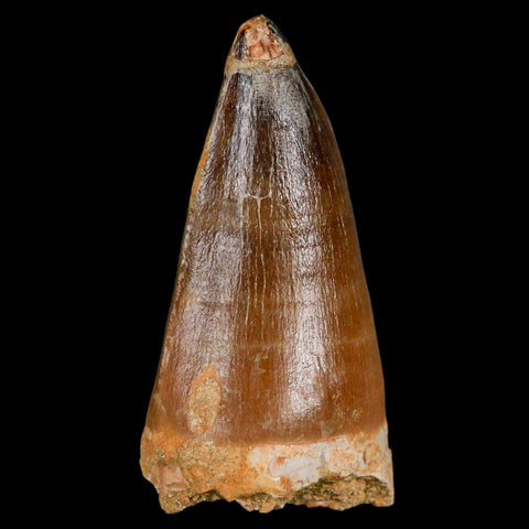XL 2.9" Mosasaur Prognathodon Fossil Tooth Cretaceous Dinosaur Era COA & Stand - Fossil Age Minerals
