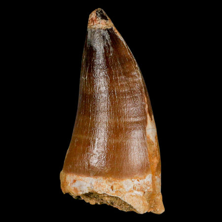 XL 2.9" Mosasaur Prognathodon Fossil Tooth Cretaceous Dinosaur Era COA & Stand