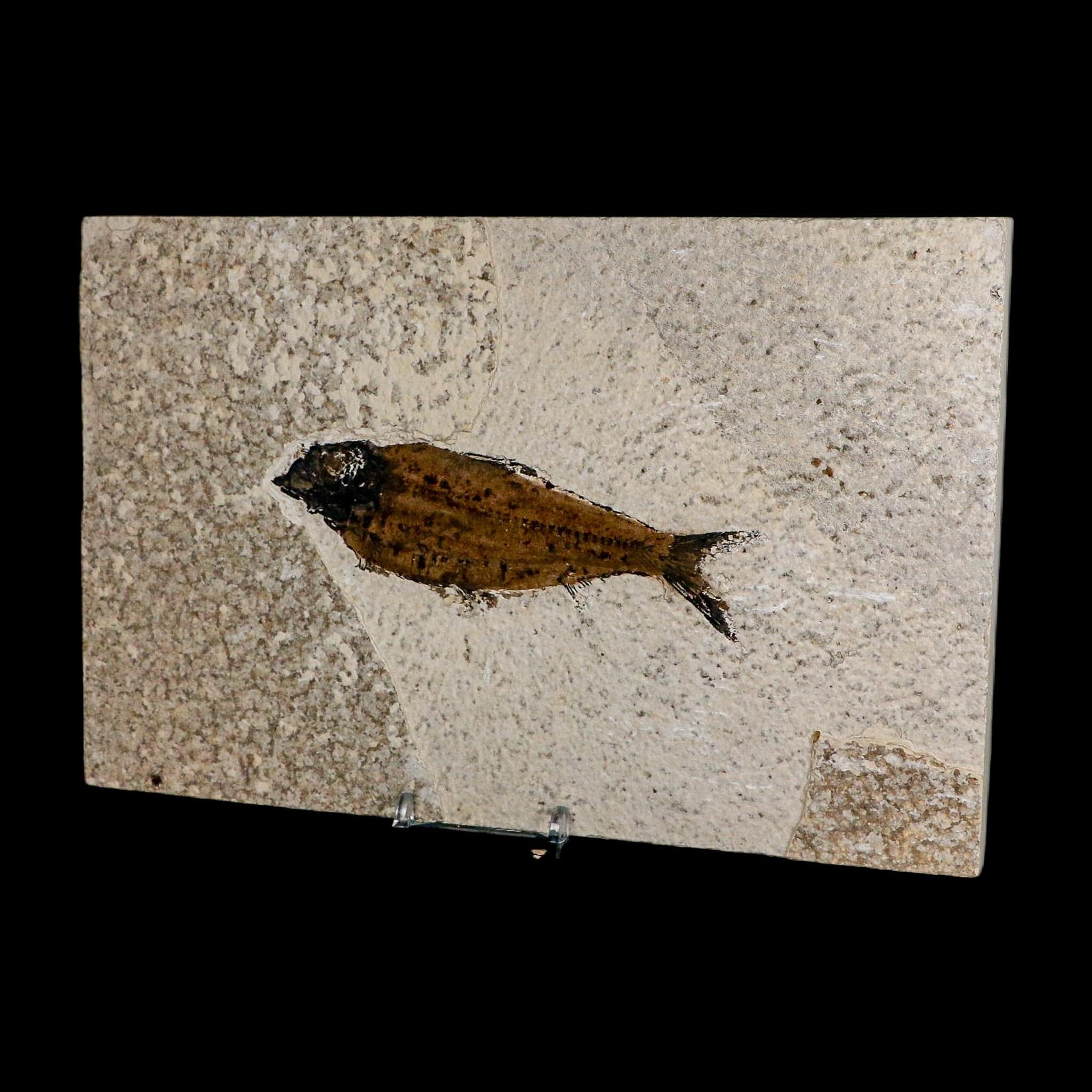 XL 4.8" Knightia Eocaena Fossil Fish Green River FM WY Eocene Age COA And Stand - Fossil Age Minerals